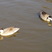 Puna Teal